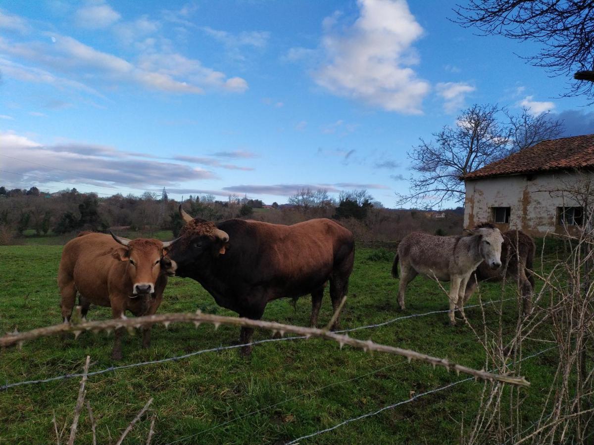 El Llagar - Sagasta Rural Oviedo Guest House Exterior photo